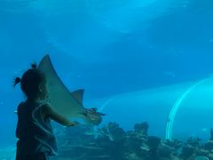 -海棠湾洲际-涛·海底餐厅·美人鱼·自助餐·海底隧道