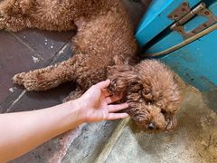 -半坡九号老挝冰咖啡