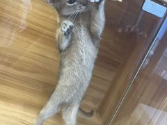 -猫十亿·布偶金渐层·曼基康矮脚猫舍(青年路店)