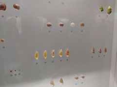 -青岛贝壳博物馆