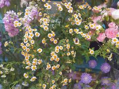 -BoBloom花店(晶耀前滩店)