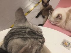 -三花喵·撸猫购宠·宠物生活馆(虹桥南丰城店)
