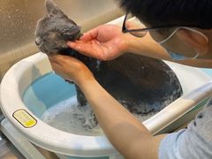 -PETKIT小佩宠物·低压洗护(国顺东路店)