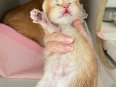 -lincat·猫舍(广州店)