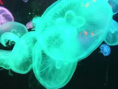 -大明湖海底世界