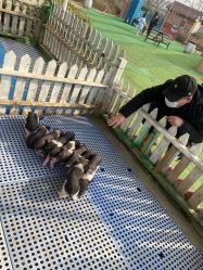 -萌宠亲子动物乐园(槐房万达店)