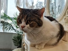 -共舞时光猫咖·狗咖(新街口店)