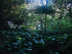 -羚羊峡古栈道森林公园