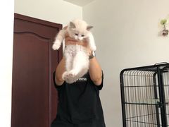 -Bastet sally猫舍购宠(静安店)