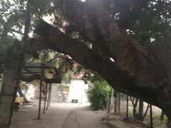 -小洲村