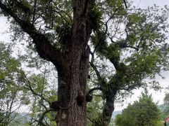 -雅安上里古镇