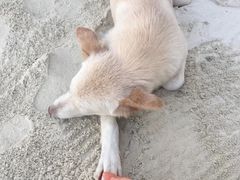 -查汶海滩