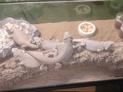 -FAIRYLAND龙族星球主题餐厅(凯丹广场店)