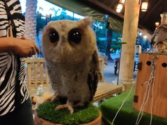 -清迈夜间动物园