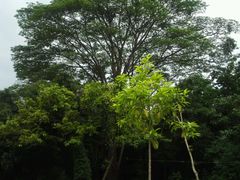 -广西壮族自治区药用植物园