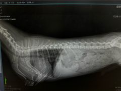 -爱侣宠医·鹦鹉专科·小型哺乳类·异宠专科(灵石路店)