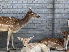 -北京野生动物园