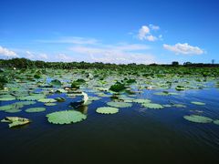-江门古劳水乡旅游区