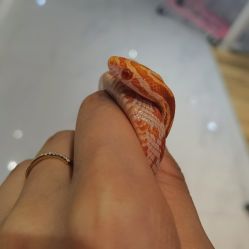 -Moni星球萌宠·小马宝莉·灵蛇·高端高阶全萌宠互动体验俱乐部(红豆国际广场店)