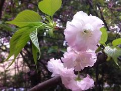 -武汉大学-樱园