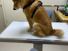 -爱妮康宠物医院·干细胞免疫细胞·肿瘤·心脏(张江店)