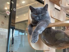 -有喵·猫咖·狗咖·30几只猫10只小狗(岗厦店)