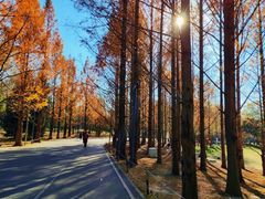 -朝阳公园游乐园