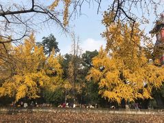 -四川大学(望江校区)