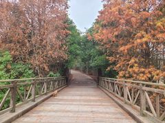 -上海海湾国家森林公园