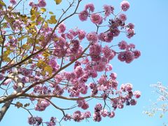 -深圳人才公园