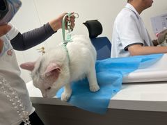 -喜多萌中农锦绣动物医院24H·猫科·牙科MRI·CT