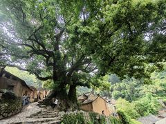 -杨家堂村