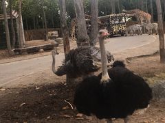 -清迈夜间动物园