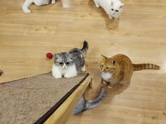 -MOYOYO猫咪咖啡店