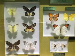 -上海昆虫博物馆