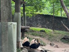 -都江堰中华大熊猫苑
