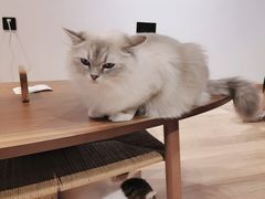 -瞄一喵猫咖(格力海岸店)