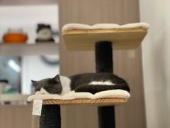 -宠颐生斯嘉宠物医院·急重症·心内科(谷阳北路分院)
