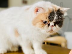 -平行世界·猫咖(首经贸店)