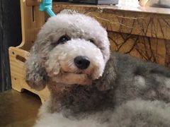 -more than meow吴止猫主题餐厅(承德 中船汇店)