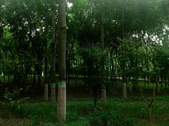 -大兴滨河森林公园