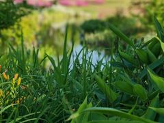 -呀路古热带植物园