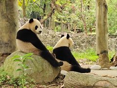 -都江堰中华大熊猫苑