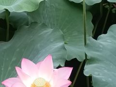 -荔湾湖公园