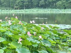 -东湖落雁景区