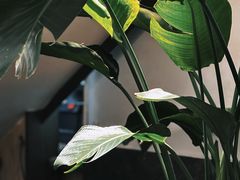 -滇铺子·云南特色菜·第九届野生菌美食节(东风东路c86店)