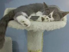 -喵的天空名猫咖啡馆·撸猫·猫舍·用品
