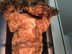 -康旭宠物医院(郑州总院)