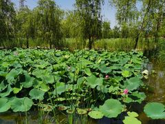 -永定河休闲森林公园