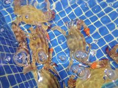 -老大连·海肠捞饭·大连海鲜大连菜(西安路店)